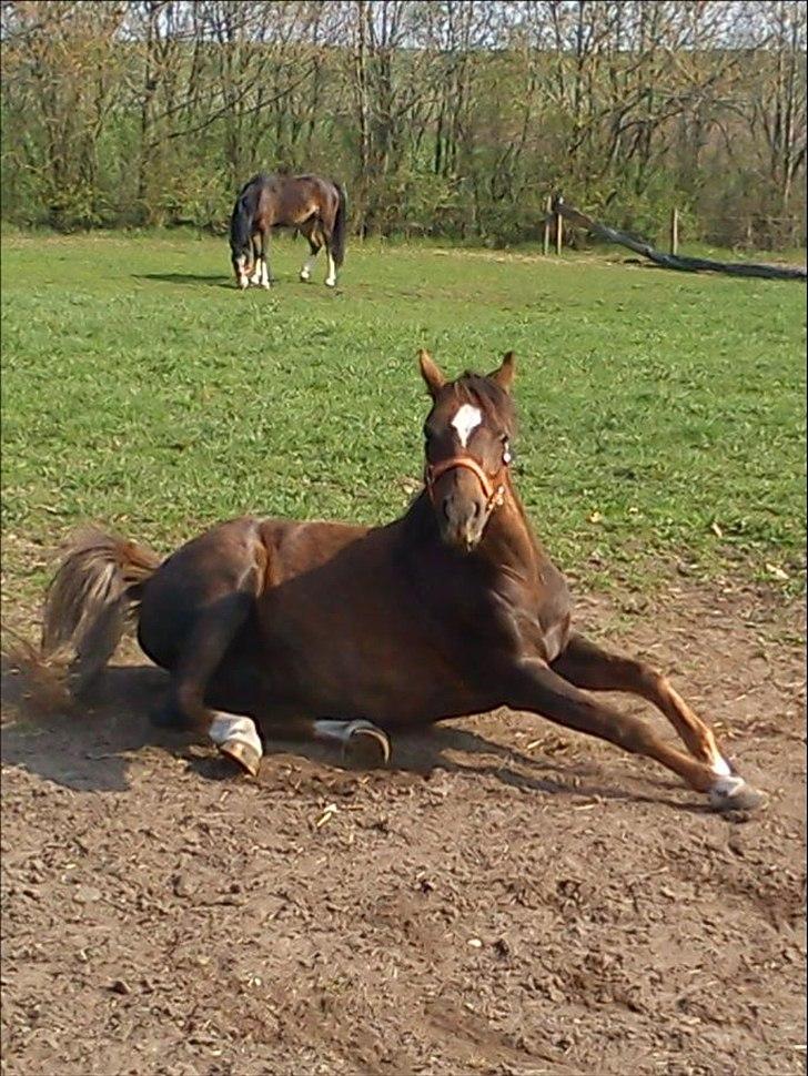 Welsh Pony (sec B) Starla af Ferslev - Starla ruller sig xD  billede 14