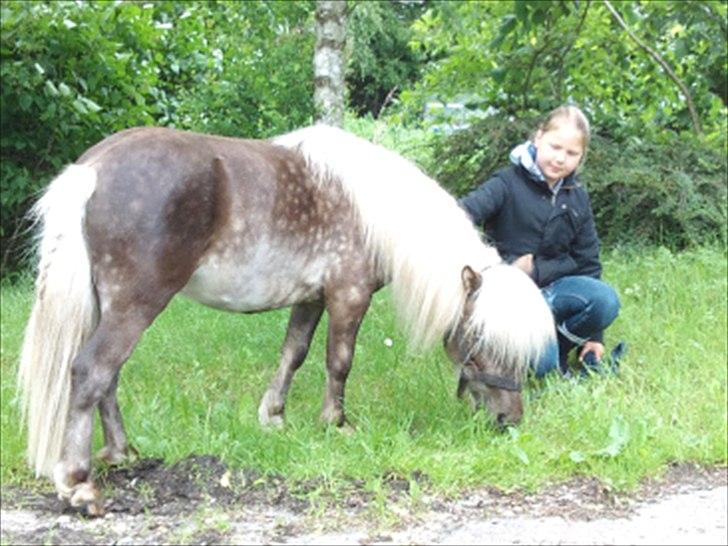 Shetlænder Silver<3 solgt altid elsket og savnet! - Nurrh det var tider<3 :D billede 4