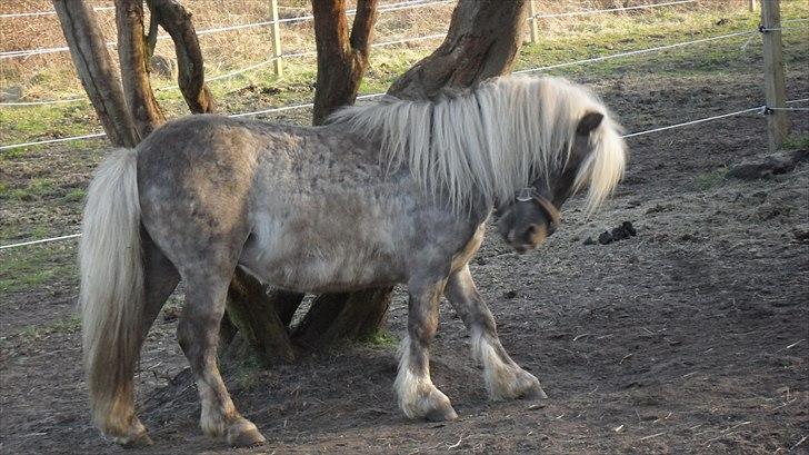 Shetlænder Silver<3 solgt altid elsket og savnet! - hvor betyder du bare meget :) billede 2