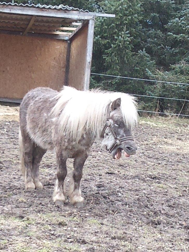 Shetlænder Silver<3 solgt altid elsket og savnet! - er du træt du er såå dejlig :) billede 5