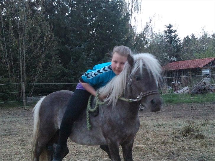 Shetlænder Silver<3 solgt altid elsket og savnet! - silver er ikke en gang tilredet du er dygtig min dreng :) billede 3