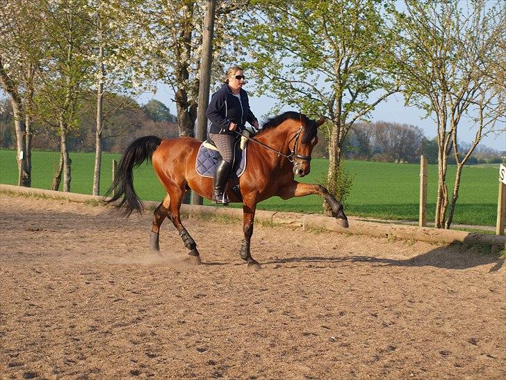 Sportsaraber (A) Youngstar Lukas - Mit Liv <3 billede 4