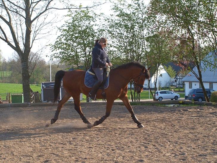 Sportsaraber (A) Youngstar Lukas - Mit Liv <3 billede 5