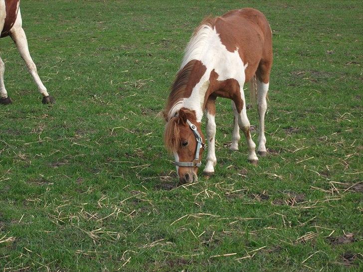 Pinto Romeo - Romeo 20/4 2011 Fotograf: Sara Rasmussen billede 11