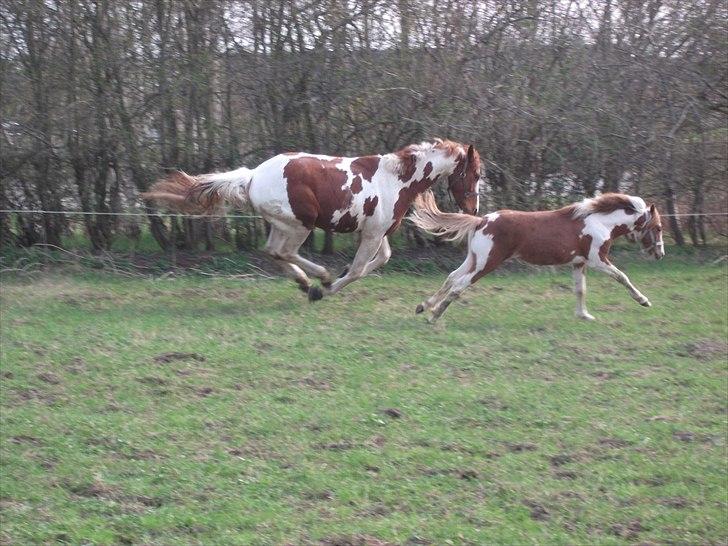 Pinto Romeo - Romeo og Casino 20/4 2011 Fotograf: Sara Rasmussen billede 12
