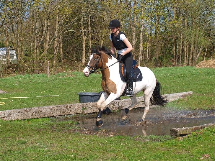 Anden særlig race Ebonys Surprise   (solgt/ R.I.P) billede 17