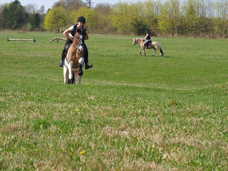 Anden særlig race Ebonys Surprise   (solgt/ R.I.P) billede 20