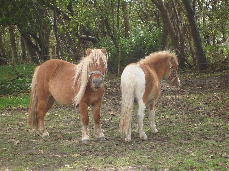 Anden særlig race benny  billede 10