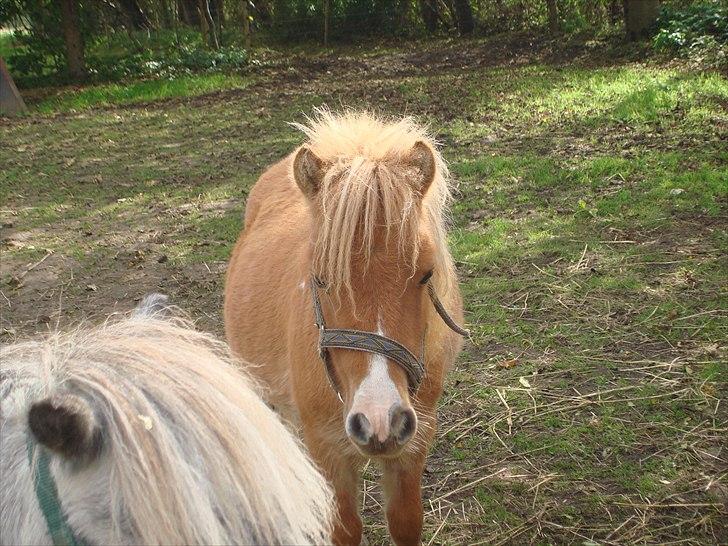 Anden særlig race benny  billede 11