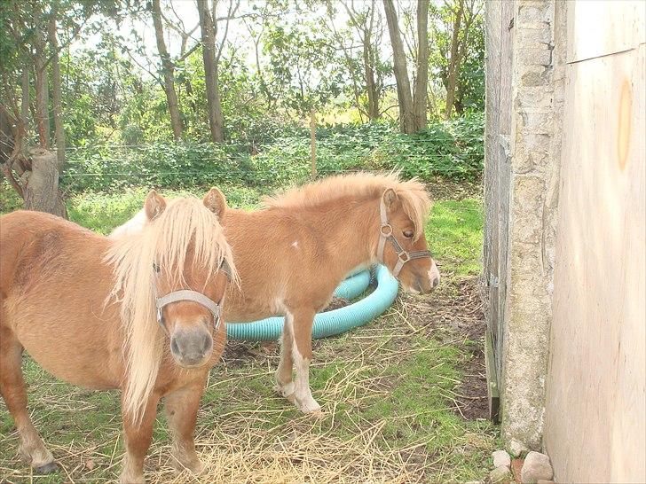 Anden særlig race benny  billede 12