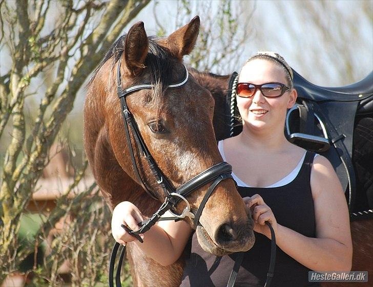 Knabstrupper Storlunds Zantino *SOLGT - slut. 2012* - Sommeren 2011 hvor jeg får Tino hjem  billede 2