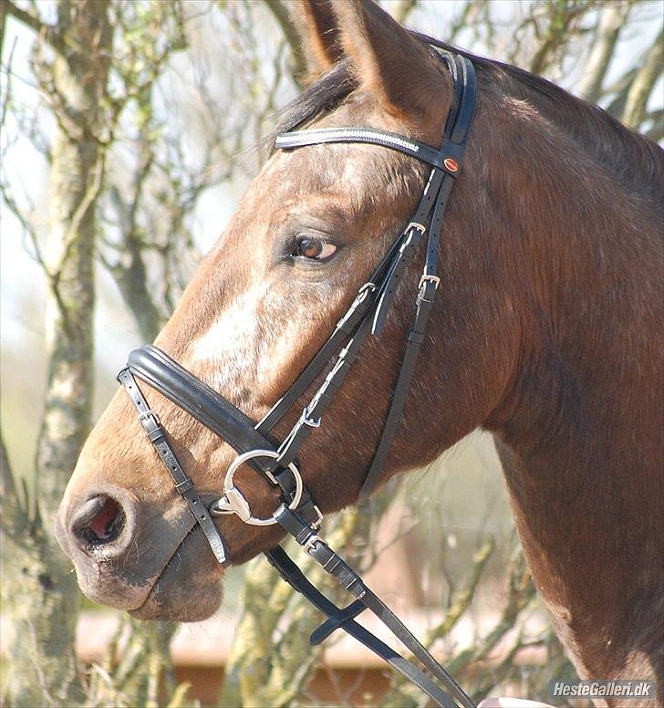 Knabstrupper Storlunds Zantino *SOLGT - slut. 2012* - Sommeren 2011 hvor jeg får Tino hjem  billede 3