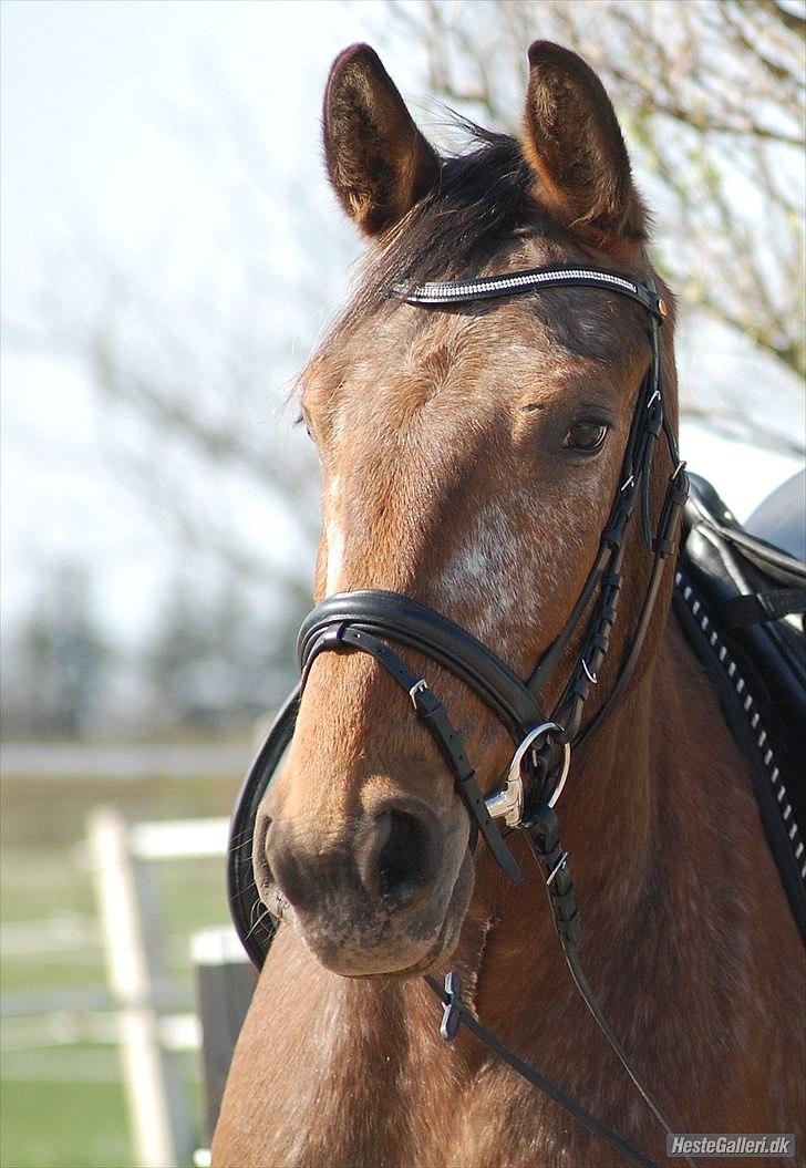 Knabstrupper Storlunds Zantino *SOLGT - slut. 2012* - Sommeren 2011 hvor jeg får Tino hjem  billede 6