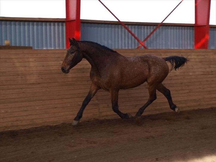 Knabstrupper Storlunds Zantino *SOLGT - slut. 2012* - Første billed af Tino billede 8