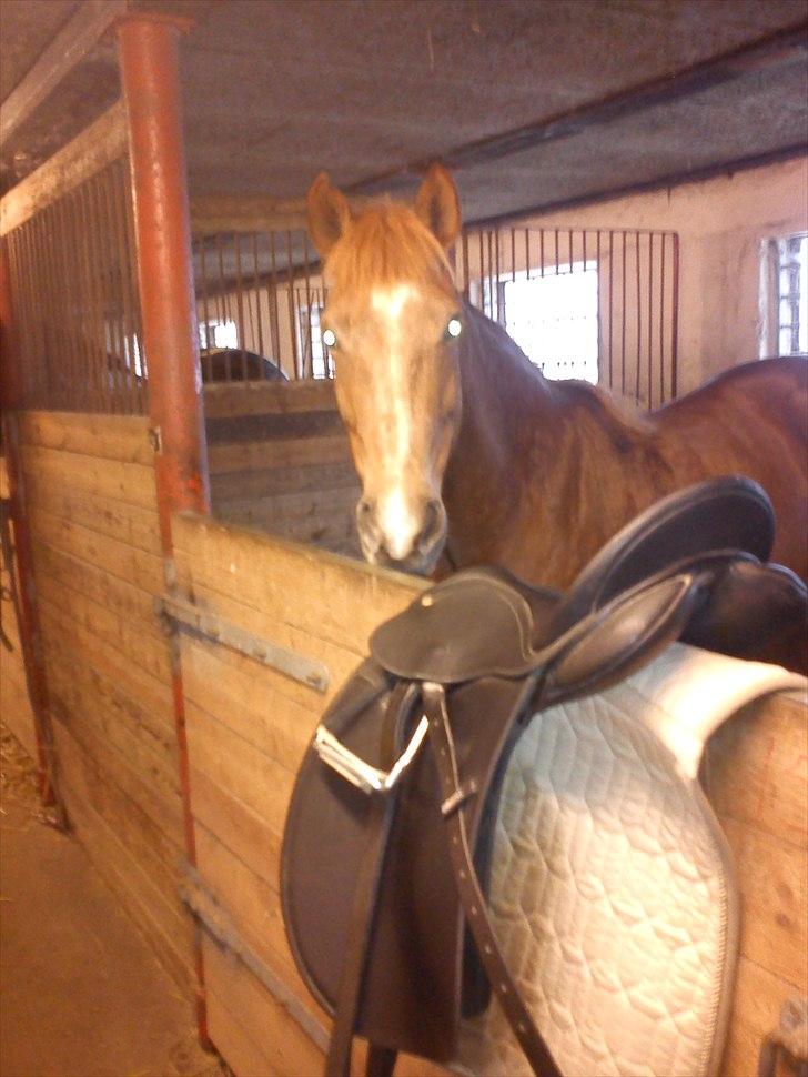 New Forest Jolly's Tanya *solgt* - Tak fordi i kigget forbi, håber i har nydt billederne :-)  billede 13