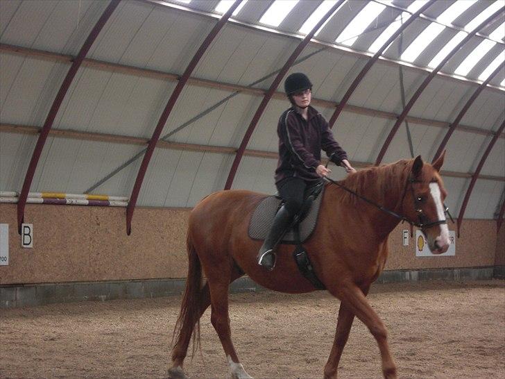 Dansk Varmblod Wonder Dancer billede 12