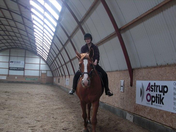 Dansk Varmblod Wonder Dancer billede 13