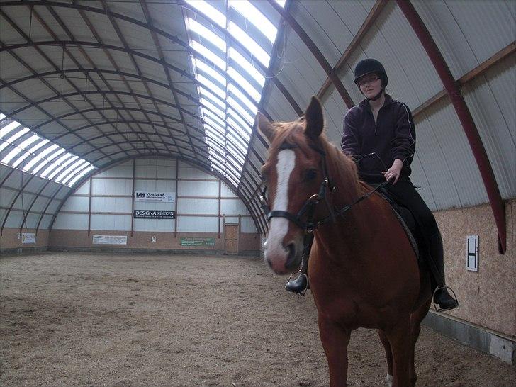 Dansk Varmblod Wonder Dancer billede 14