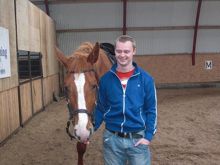 Dansk Varmblod Wonder Dancer billede 15