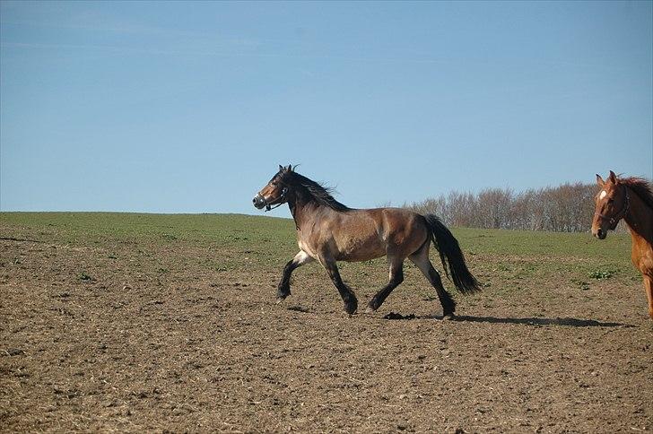 Nordsvensk Skovhest Sol-Klara - på folden den allerførste dag. se lige de ben billede 12