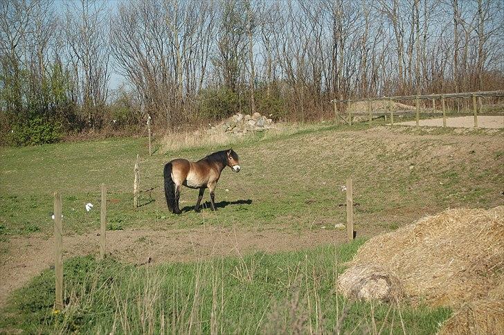 Nordsvensk Skovhest Sol-Klara - faret vildt på folden :P billede 17