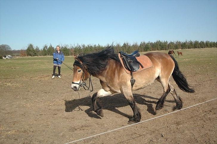Nordsvensk Skovhest Sol-Klara - hos gamle ejer. da vi var oppe og se hende billede 16