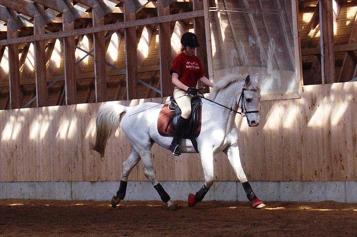 Anglo Araber (AA) thazmir min prins<3<3 - til undervisning ved rune g det sidste kursus enden ham gik på pension
taget af: christine s billede 8