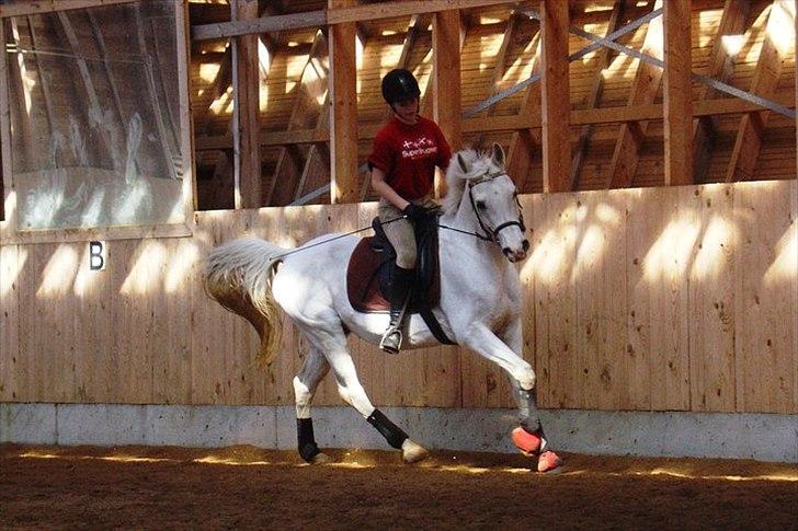 Anglo Araber (AA) thazmir min prins<3<3 - til undervisning ved rune g det sidste kursus enden hans pension :)
taget af: christine s billede 11