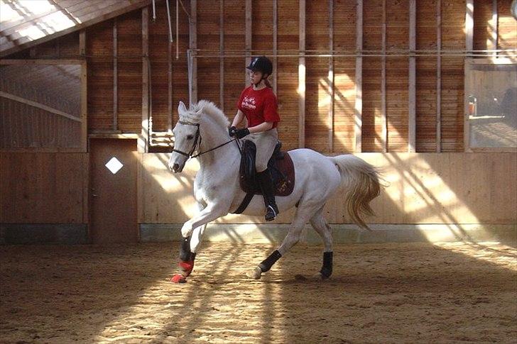 Anglo Araber (AA) thazmir min prins<3<3 - til undervisning ved rune g det sidste kursus enden hans pension :)
taget af: christine s billede 12