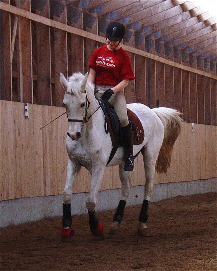 Anglo Araber (AA) thazmir min prins<3<3 - til undervisning ved rune g det sidste kursus enden hans pension :)
taget af: christine s billede 13