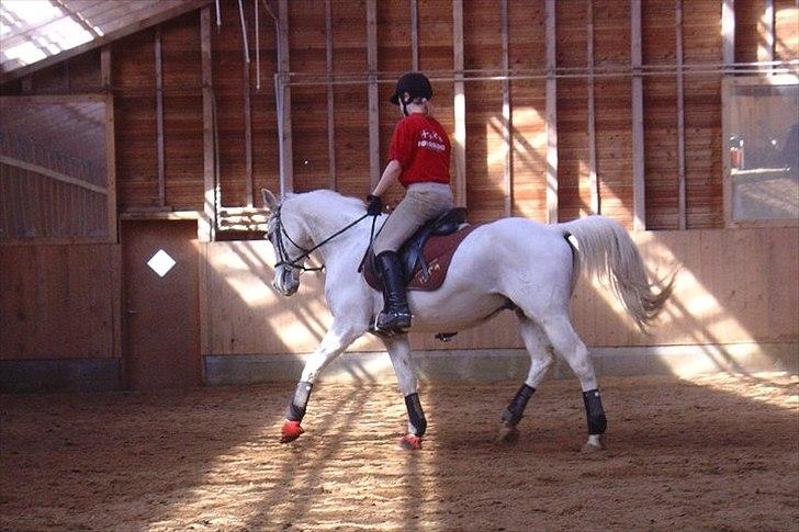 Anglo Araber (AA) thazmir min prins<3<3 - til undervisning ved rune g det sidste kursus enden hans pension :)
taget af: christine s billede 14