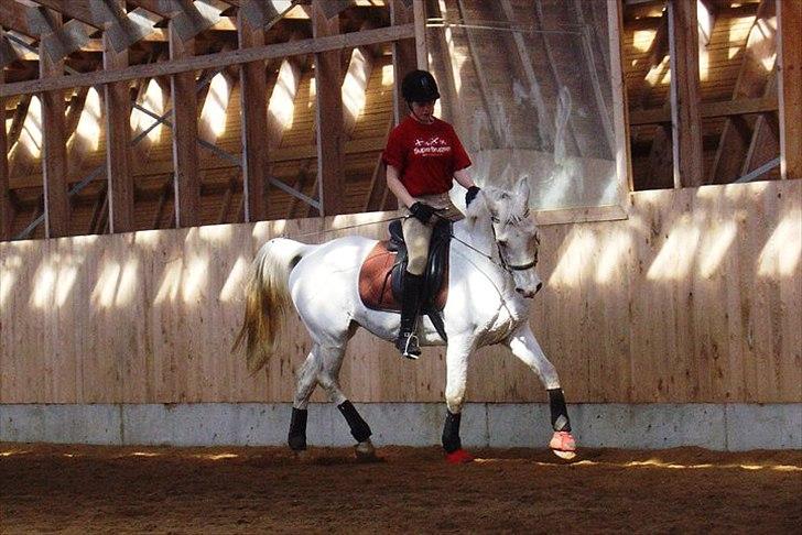 Anglo Araber (AA) thazmir min prins<3<3 - til undervisning ved rune g det sidste kursus enden hans pension :)
taget af: christine s billede 15