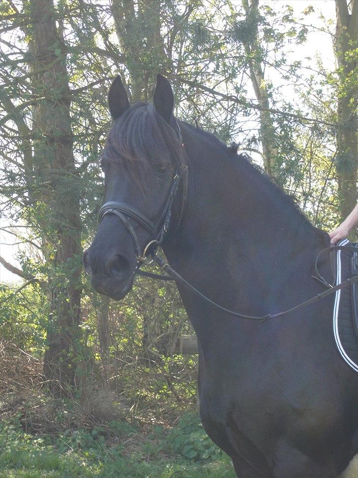 Frieser Durk T. - Smukke dreng billede 1