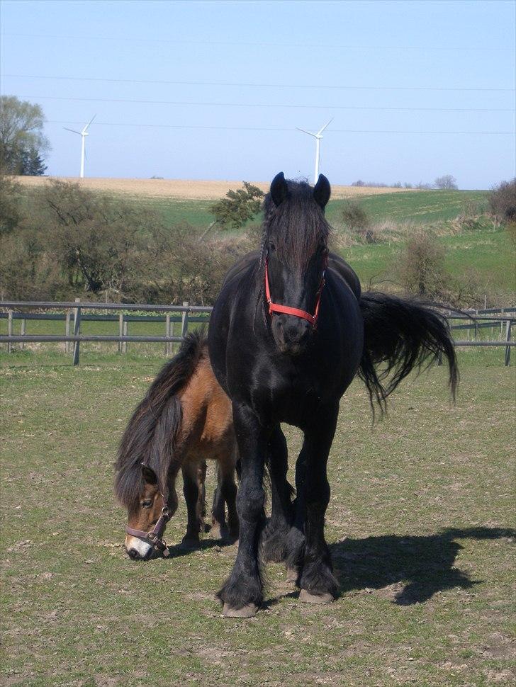 Frieser Durk T. - Fold sammen med lillemand, Oliver billede 4