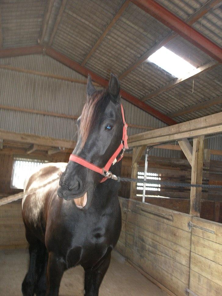 Frieser Durk T. - Tosse! :) billede 5