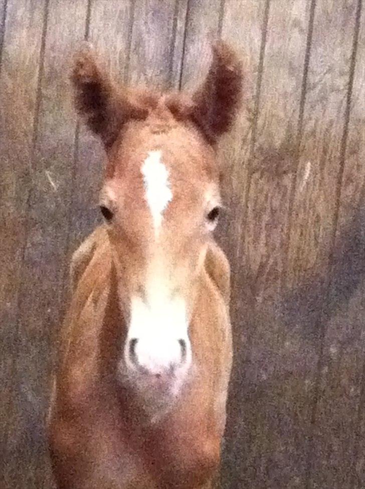 Frederiksborg Fallulah - ca. 8 timer gammel billede 1