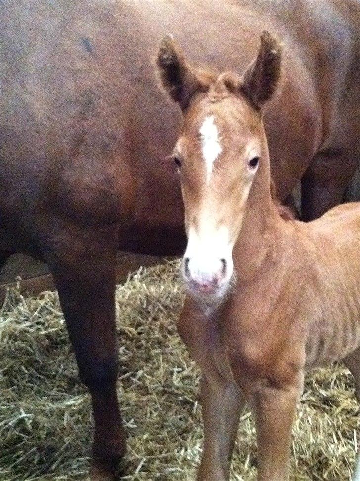 Frederiksborg Fallulah billede 2
