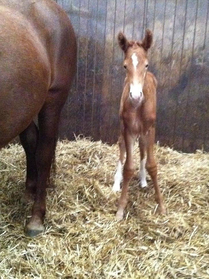 Frederiksborg Fallulah billede 3