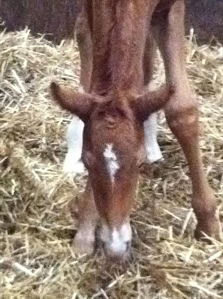 Frederiksborg Fallulah billede 4