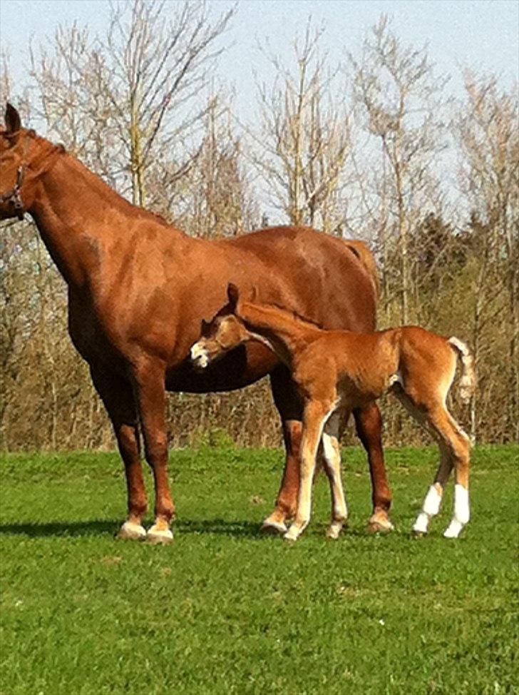 Frederiksborg Fallulah billede 5