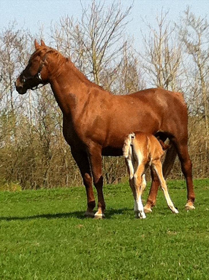 Frederiksborg Fallulah - Lige en tår, midt i det sjove. billede 6
