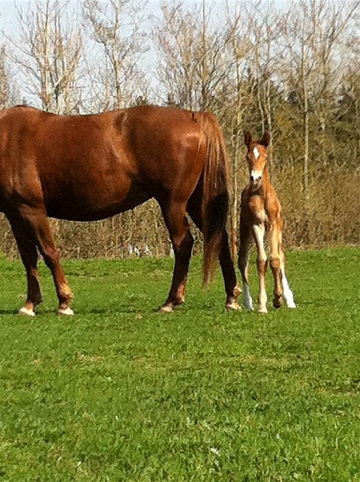 Frederiksborg Fallulah billede 8