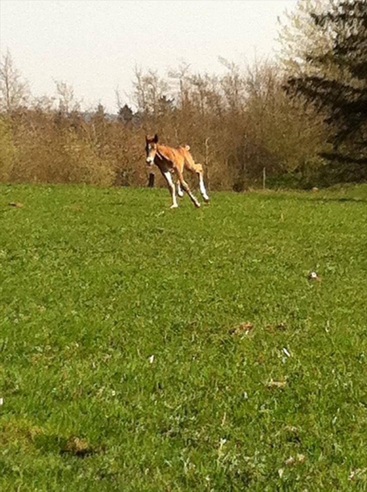 Frederiksborg Fallulah - Fuld fart billede 9