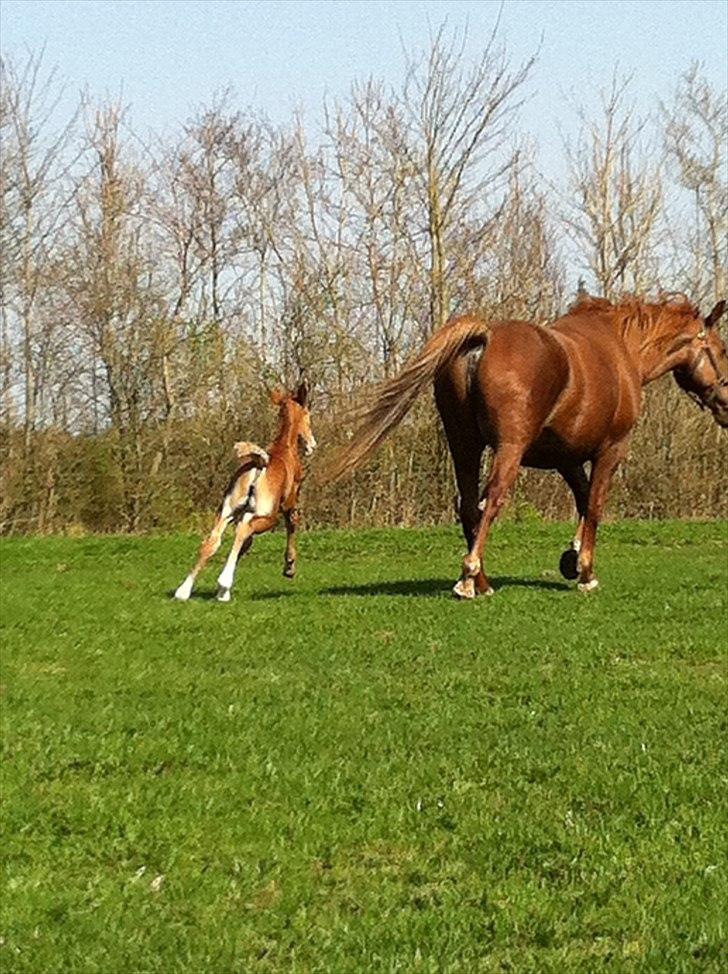 Frederiksborg Fallulah - Prøver lige at lave sjov med mor billede 10