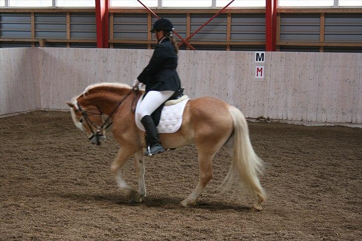 Haflinger Marlis af Kroggaard - Marlis stævne debut billede 11