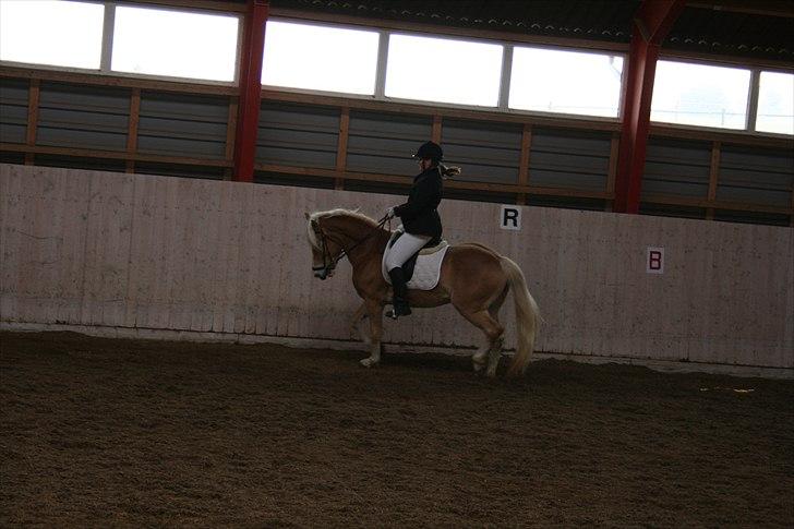 Haflinger Marlis af Kroggaard billede 12