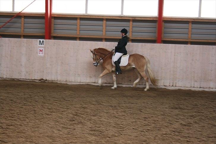 Haflinger Marlis af Kroggaard billede 13