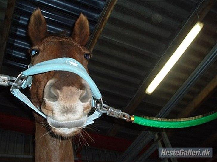 Anden særlig race Rødhætte *Halvpart* billede 1