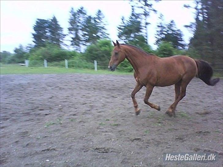 Anden særlig race Rødhætte *Halvpart* billede 2