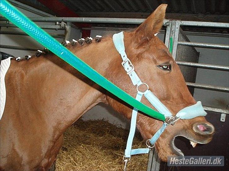 Anden særlig race Rødhætte *Halvpart* billede 3